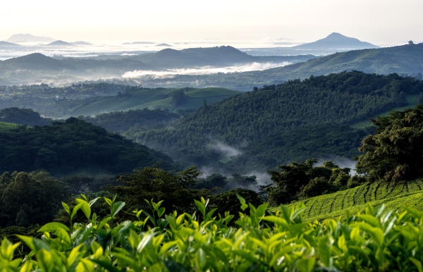 Aberfoyle Tea Estate in the Eastern Highlands is one of the places that receive a lot of Relief rainfall. Image Credit Buckinghambirding.