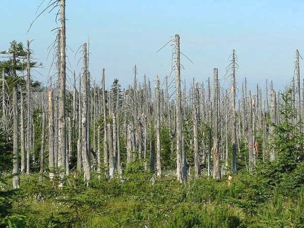 The effects of Acid Rain on a forest in the Czech Republic. Image via TheWaterWatch