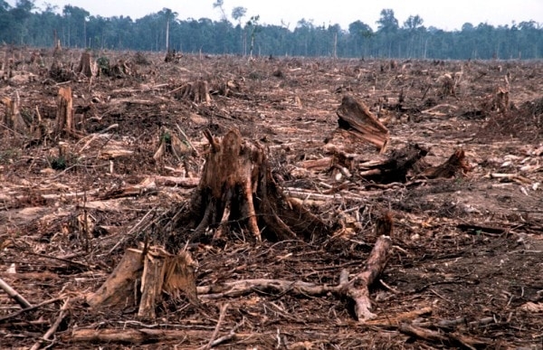 Deforestation. Image by Livescience.