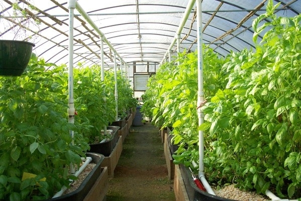 Greenhouses are used to grow crops like tomatoes in areas that suffer from frost or during winter.