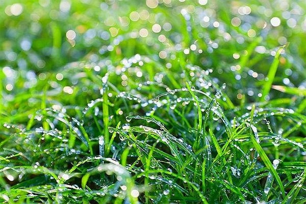 Dew in the morning. Image by UK Met Office