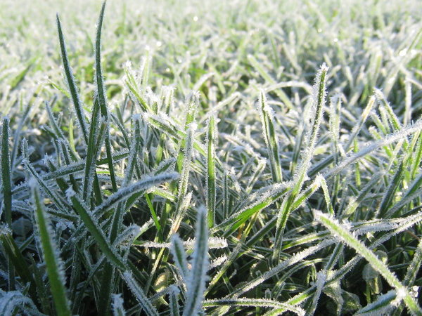 Hoar Frost. Image via DevianArt.