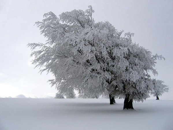 Rime. Image by MediaWiki