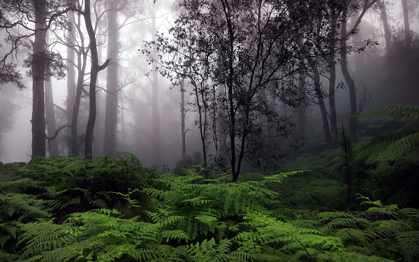 Convectional Rainfall commonly occurs in rainforests. Image by Wallpaperlepi