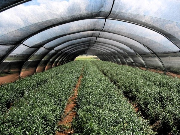 Crops growing under an agricultural shade cloth. Image Haygrove.