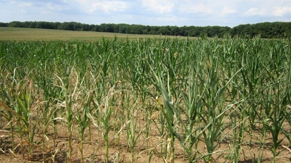 Drought stressed maize. Image by Missouri.edu