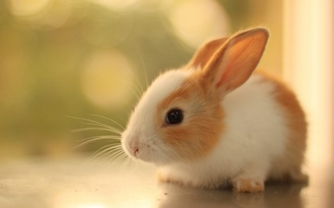 Baby rabbit. Image credit funmozar.com