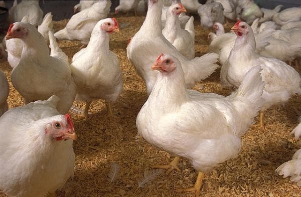 Broiler chickens. Image credit algaeworld.org