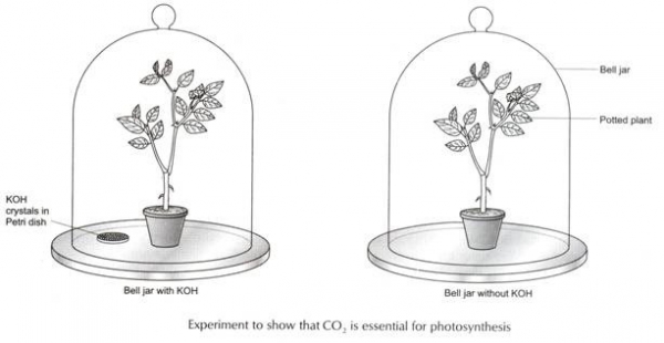 Photosynthesis experiment pdf Photosynthesis experiment pdf picture