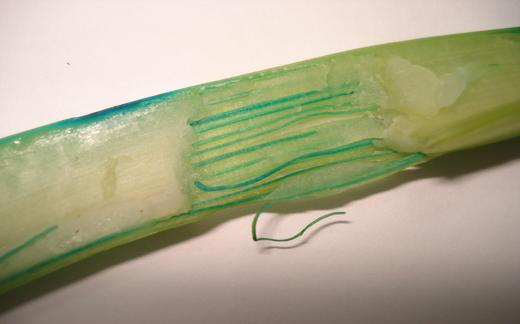 Celery stem after cutting with a scalpel.