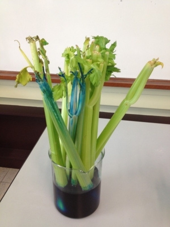 A celery plant in dye. Image credit wordpress.com