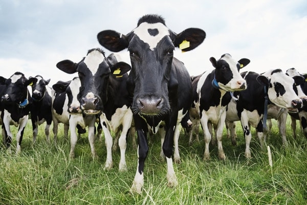 Cows. Image credit creativeblogs.net