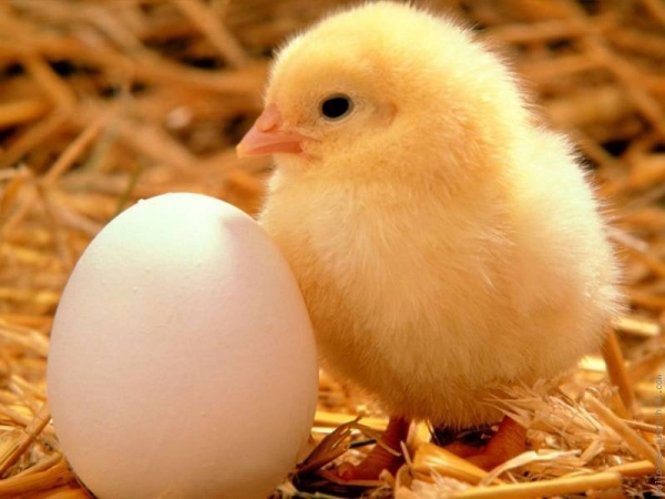 A day old chick. Image credit 21food.com