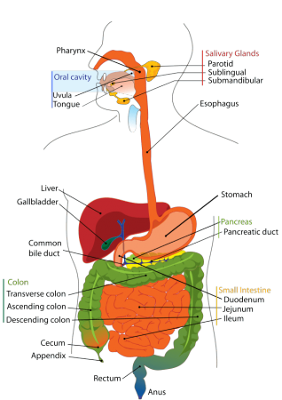 digestive_system_-min