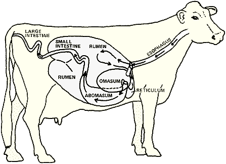 The digestive system of a cow. Image credit umn.edu