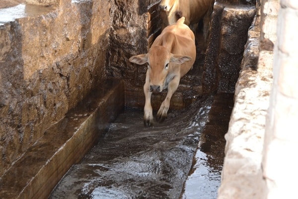 Cattle Dip tank. Image credit daily-mail.zm