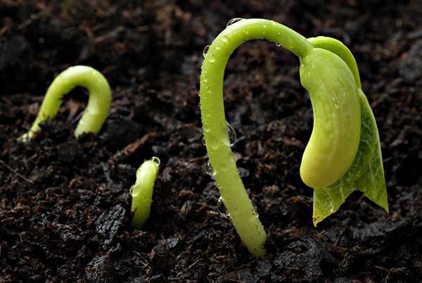 Germinating seeds. Image credit hummert.com
