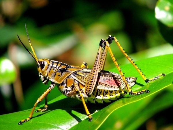 A grasshopper. Image credit nutrainigridients.com