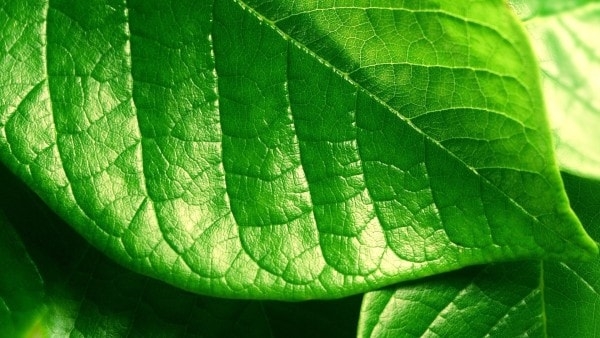 A green leaf. Image credit wallconvert.com