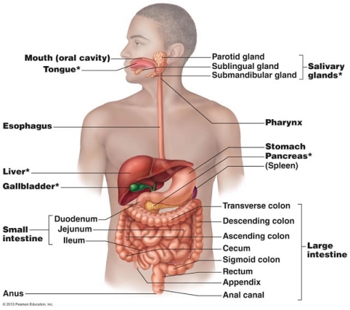 The human digestive system. Image credit airurbano.com