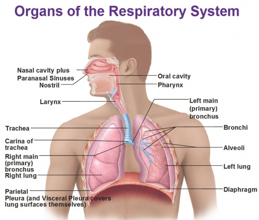 Human respiratory system. Image credit anatrik.org