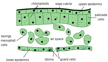 Internal leaf structure. Image credit skoolnigeria.com