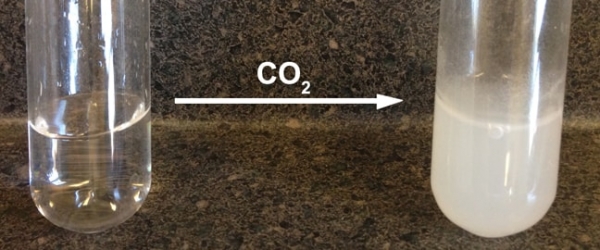 Lime water turns milky indicating the presence of carbon dioxide. Image credit calpoly.edu