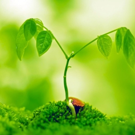 A green plant. Image credit nipunscorp.com