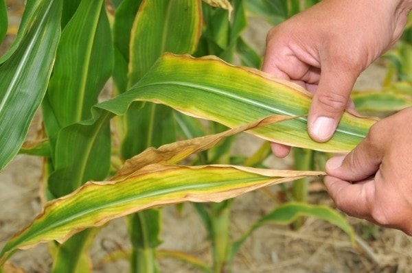 Pottasium deficiency in maize. Image credit thompsonslimited.com