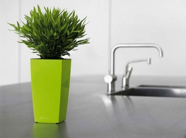 Potted plant. Image credit hotstyledesign.com