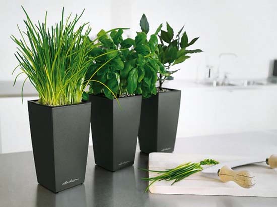 Potted plants. Image credit nubolo.net