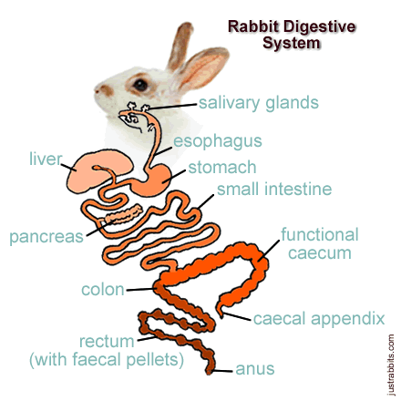 The digestive system of a rabbit. Image credit justrabbits.com