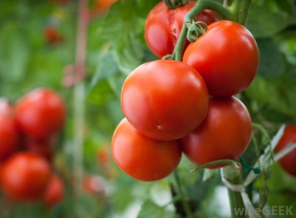 tomato_plant-min