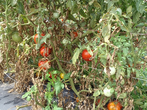 Tomato plant with red mite. Image credit thedemogadern.org