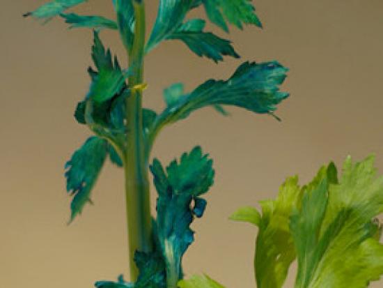 The plant's leaves change colour. Image credit imagearcade.com