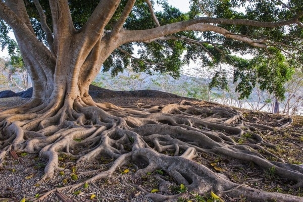 Tree roots. Image credit lawnsite.com