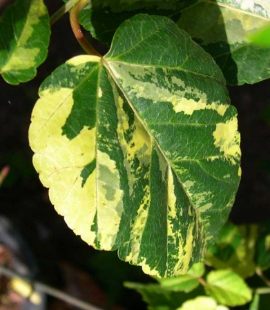 A variegated leaf. Image credit mendocinomaples.com