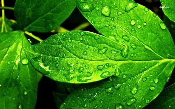 Leaves are the factories of the world. Image credit desktopwallpapers4.me