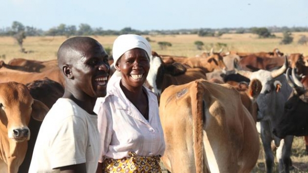 Cattle are still a symbol of wealth even today. Image credit nehandaradio.com