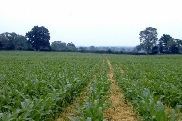 The Portuguese introduced maize to Zimbabwe. It has since become the staple. Image credit mediawiki