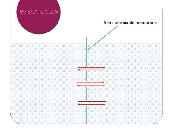 Demonstrating diffusion using a semi-permeable membrane and equal concentrations of water.