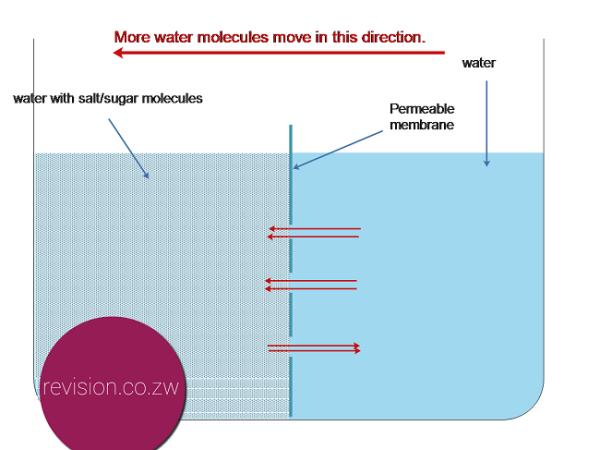 When sugar is added to the left side of the partition more water molecules move there.