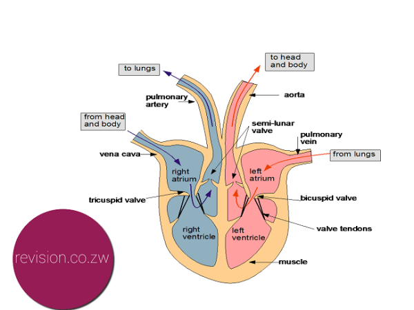 The structure of the human heart.